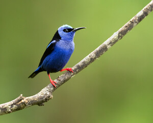 red-legged honeycreeper (Cyanerpes cyaneus) is a small songbird species in the tanager family (Thraupidae).