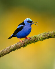 red-legged honeycreeper (Cyanerpes cyaneus) is a small songbird species in the tanager family (Thraupidae).