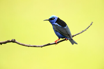 red-legged honeycreeper (Cyanerpes cyaneus) is a small songbird species in the tanager family (Thraupidae).