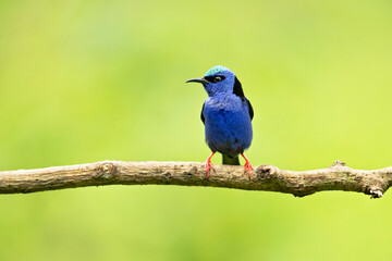 red-legged honeycreeper (Cyanerpes cyaneus) is a small songbird species in the tanager family (Thraupidae).