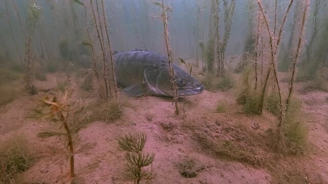 Close-up of a zander &ndash; Sander lucioperca &ndash; resting on sand. Its eye tracks the camera, revealing leeches attached.