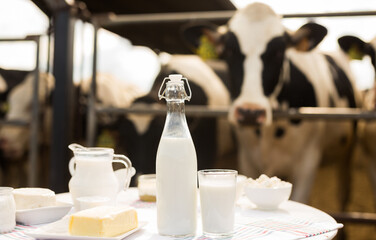 Milk, cottage cheese, cream, cheese on table against background of cows