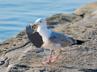 Herring Gull  Larus-argentatus picking up discarded litter on a harbour wall with sea background
