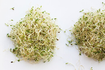 Fresh green sprouted alfalfa seeds