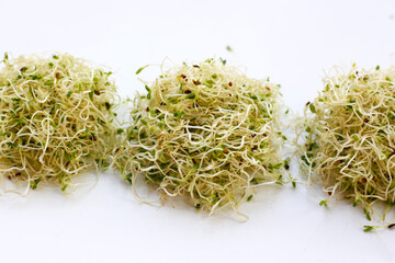 Fresh green sprouted alfalfa seeds
