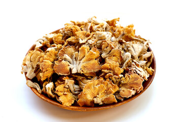 Splitgill mushroom or schizophyllum commune mushroom