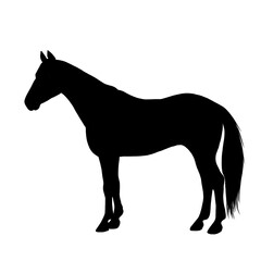 silhouette of a horse