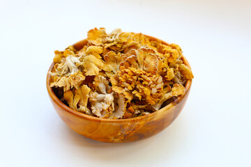 Splitgill mushroom or schizophyllum commune mushroom