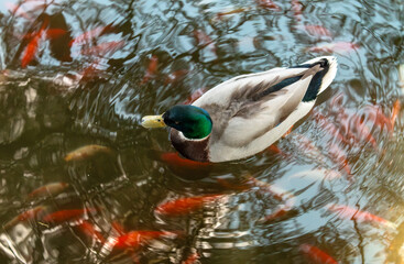 canard et poisson