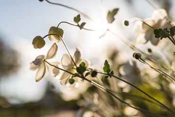 Garden bed of Japanese Anemone (windflowers) with sunlight