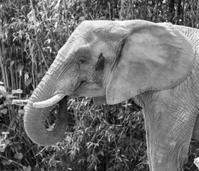 Afrikanischer Elefant
