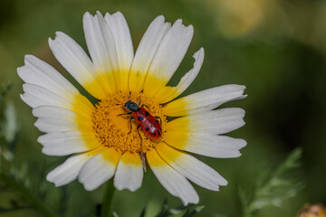 Fototapeta premium Red beetle on yellow daisy