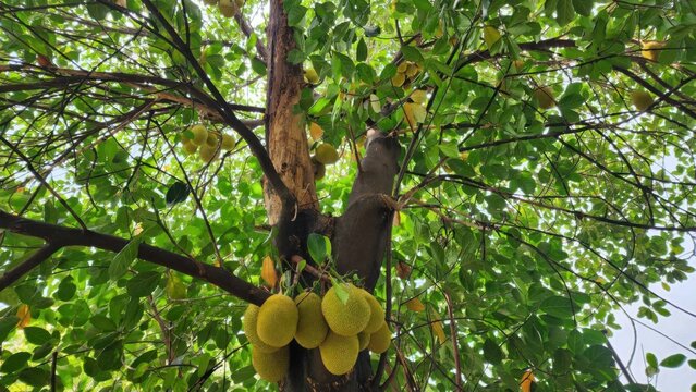 Monkey Climbing Jackfruit Tree Amidst Lush Green Leaves