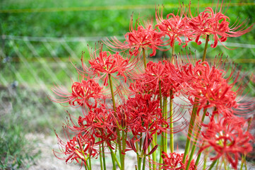 生命力を感じる彼岸花