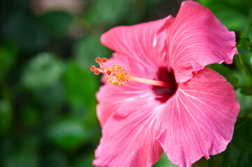 1日の寿命を押下する満開のハイビスカス