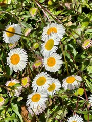 Garden daisies 