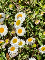 daisies in a garden