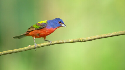 The painted bunting (Passerina ciris) is a species of bird in the cardinal family, Cardinalidae. It is native to North America.