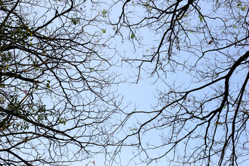 The branches of the trees contrast with the blue sky.