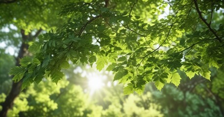 Blurred green leaves, dappled sunlight, soft focus, lush foliage,  environment,  greenery