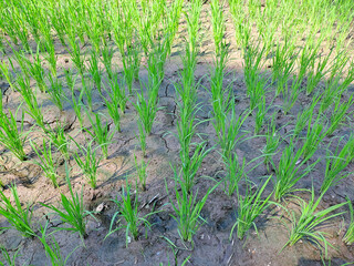 Rice seedlings in a paddy field growing racked and dry soil in arid areas landscape	