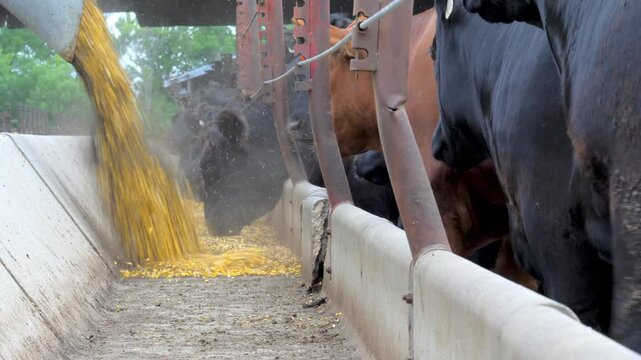 Black cows eating soybean feed in a farm trough.