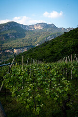 Naklejka premium Vineyards With Lush Green Grapevines In The Foreground, Overlooking The Mountains Near Lake Garda, Italy