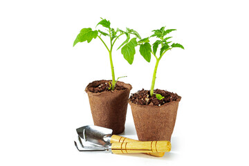 Tomato seedlings in peat pots and garden tools isolated on white background.