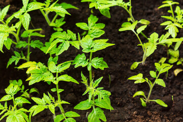 Tomato seedlings in cells. Gardening concept, agribusiness.