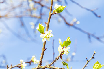 Blossoming plum branches against blue sky.