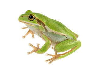 Obraz premium green tree frog close up on transparent background