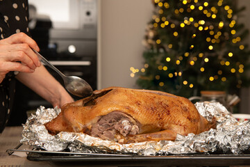 Cook basting a roast goose on a tray with aluminum foil in a kitchen with Christmas tree in the...