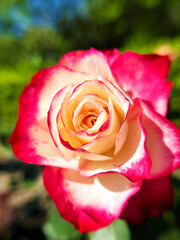 バラの花のクローズアップ