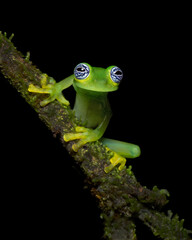 Sachatamia ilex is a species of frog in the family Centrolenidae. It is found in eastern Nicaragua, Costa Rica, Panama, western Colombia
