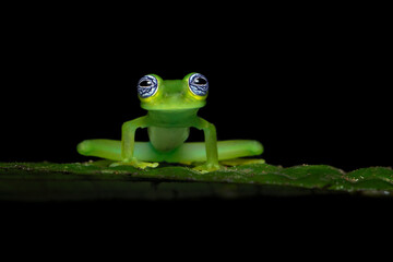 Sachatamia ilex is a species of frog in the family Centrolenidae. It is found in eastern Nicaragua, Costa Rica, Panama, western Colombia