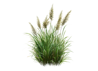 Bush of blooming grass