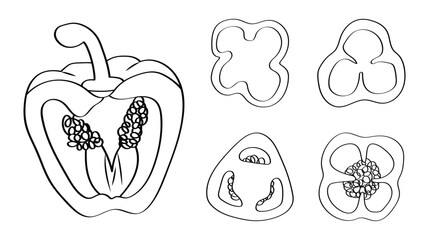 Bell Pepper Slice - Outline Vector Illustration.