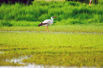 Durstiger Weißstorch, nur mit viel Mühe und Geduld kann er seinen Durst stillen