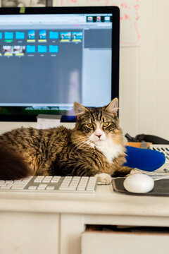 cat sitting on desk in home office