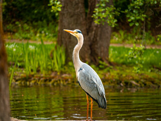 great blue heron