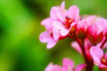 Obraz premium シベリアユキノシタ