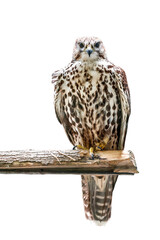 Portrait of live hawk falcon on white background