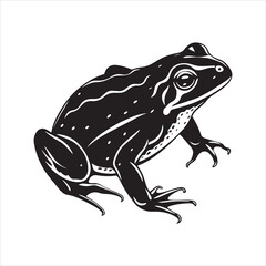 American bullfrog  silhouette vector