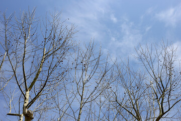 The branches of the trees contrast with the blue sky.