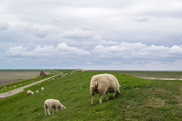 Sheep with lambs on a sea defence dike in Groningen, Netherland, bordering the Wadden Sea nature reserve