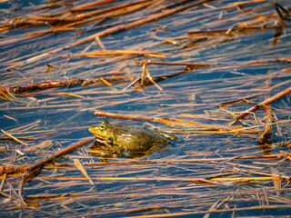 frog in the pond