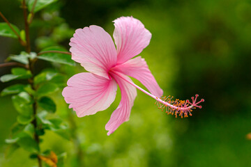 Close-up of a vibrant pink hibiscus flower in full bloom, showcasing delicate petals and long...