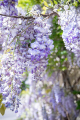 Obraz premium Blooming wisteria vines with clusters of light purple flowers and green leaves under the bright spring sun. Beautiful urban landscaping, Wisteria in gardening 