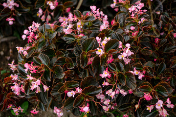 A dense cluster of pink begonia flowers blooming among dark green, waxy leaves. This top-down garden shot captures vibrant floral contrast, perfect for botanical or ornamental themes.