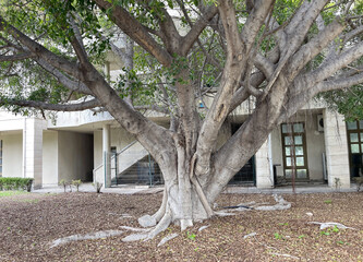 Large tree with Expansive roots in urban setting. A majestic tree with sprawling roots stands in...